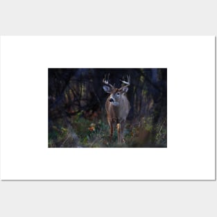 White-tailed Deer Posters and Art